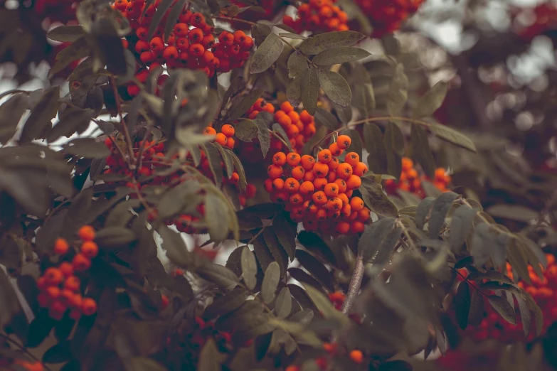 a close up of a bunch of berries on a tree, a screenshot, by Emma Andijewska, pexels, aestheticism, orange plants, vintage colors, фото девушка курит, red green