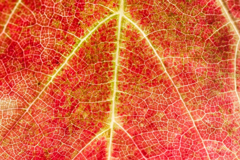 a close up of a green and red leaf, a macro photograph, by Jan Rustem, synchromism, red grid, grape, red+yellow colours, symmetrical complex fine detail