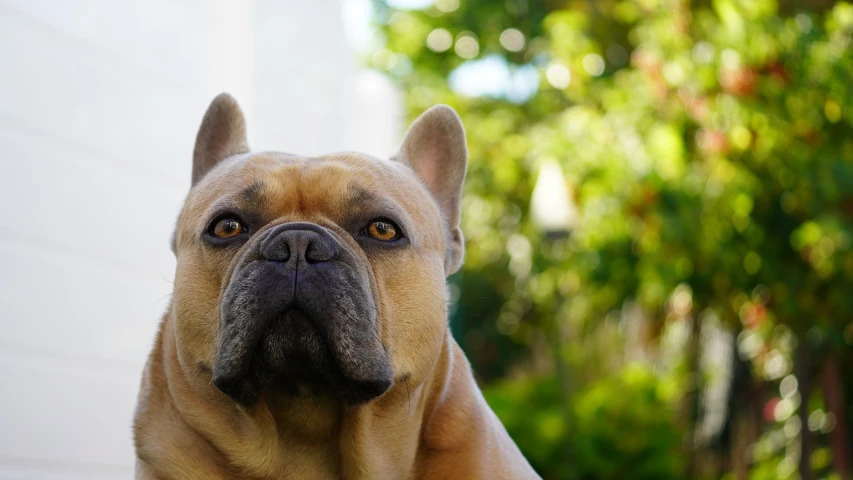 a close up of a dog's face with trees in the background, by Jakob Gauermann, unsplash, renaissance, french bulldog, wrinkles and muscle tissues, a blond, portrait shot 8 k