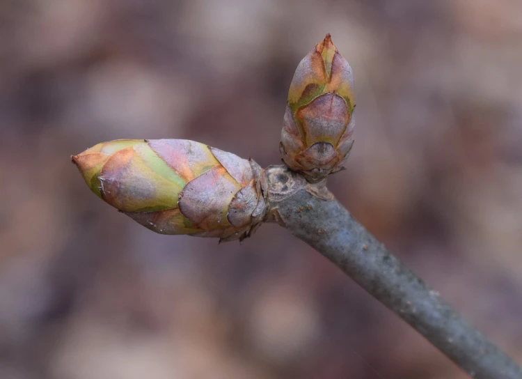 a close up of a branch of a tree, hatched pointed ears, 3 are spring, julia hill, buds