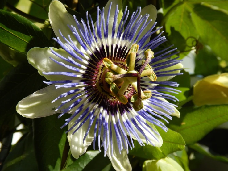 a close up of a flower on a tree, by Gwen Barnard, flickr, hurufiyya, passion flower, blue and white, on a sunny day, ultrafine detail ”