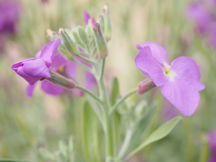 a close up of a purple flower in a field, flickr, romanticism, new mexico, flax, 4k high res, panorama