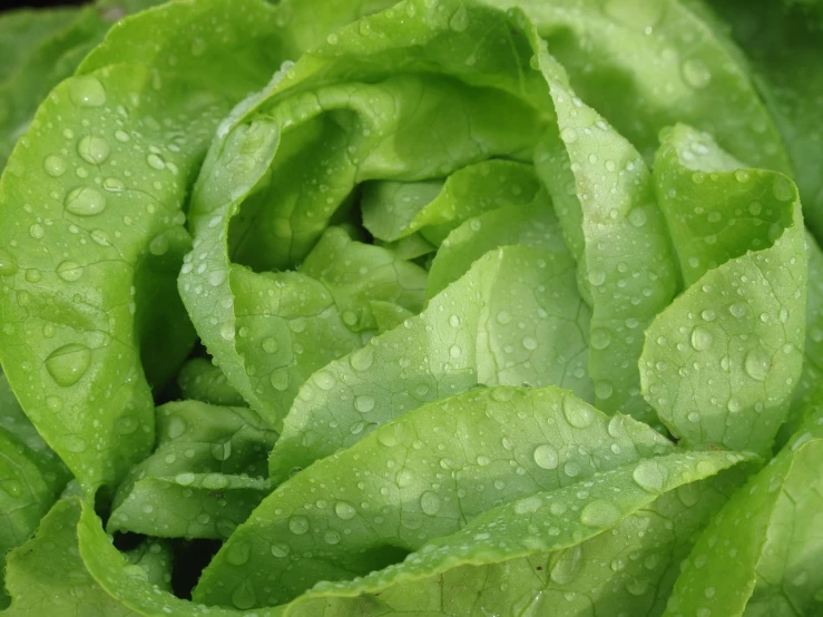 a close up of a lettuce with water droplets, a portrait, by Edward Corbett, pixabay, renaissance, 1 6 x 1 6, green flags, closeup 4k, 3/4 view from below