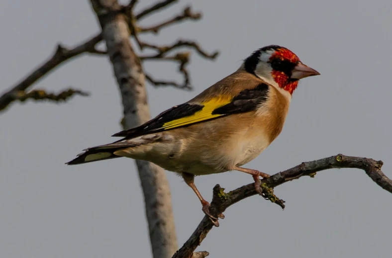 a bird sitting on top of a tree branch, a portrait, by Robert Brackman, flickr, some red and yellow, full pose, feathered head, with long antennae