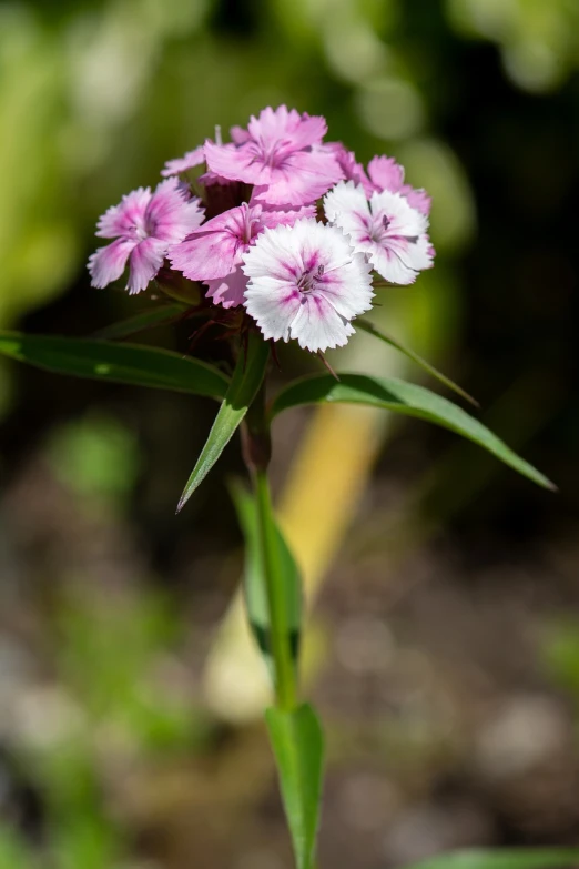 a close up of a pink and white flower, romanticism, tall thin, 8 0 mm photo