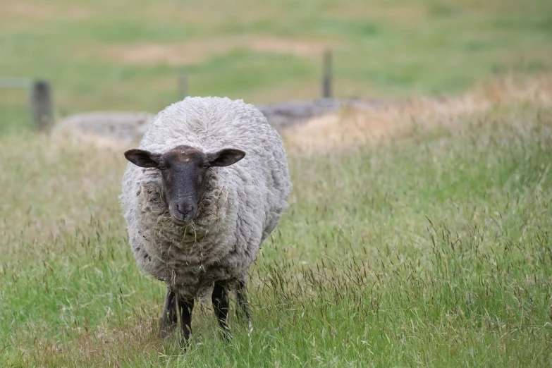 a sheep standing on top of a lush green field, a portrait, flickr, very shallow depth of field, gray, hiding in grass, 2 0 2 2 photo