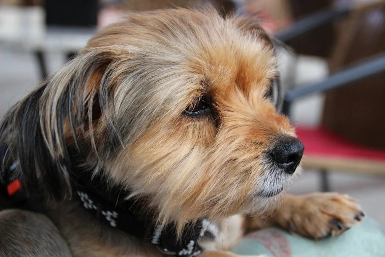 a brown and black dog sitting on top of a table, a portrait, pexels, photorealism, small blond goatee, macro furry, beautiful sunny day, fluffy neck