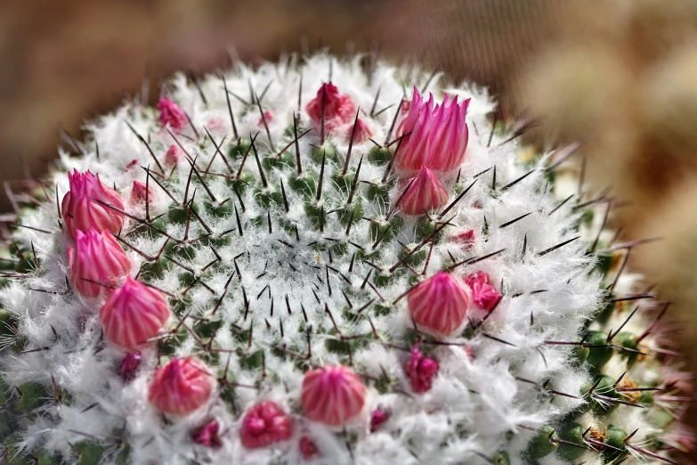 a close up of a cactus with pink flowers, a macro photograph, romanticism, radiolaria, highly detailed product photo, with frozen flowers around her, high detail photo
