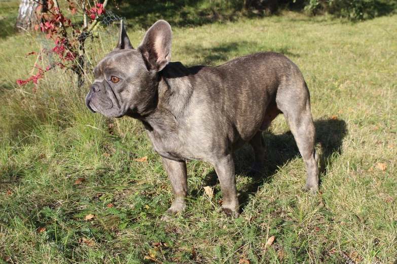 a dog that is standing in the grass, baroque, weathered olive skin, french bulldog, in 2 0 1 5, in 2 0 1 2