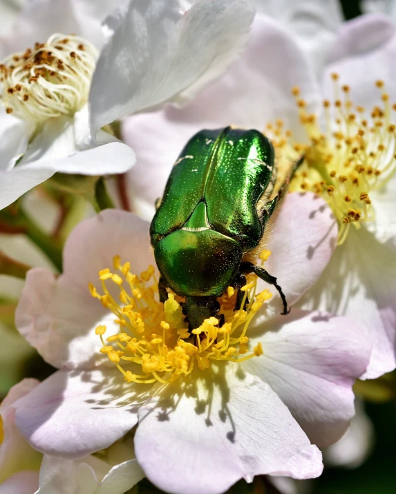 a green beetle sitting on top of a white flower, shutterstock, sitting in the rose garden, gold green creature, 2 0 2 2 photo