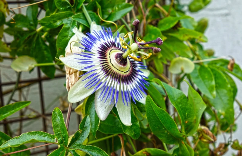 a close up of a flower on a plant, arabesque, passion fruits, dominant wihte and blue colours, 🦩🪐🐞👩🏻🦳, masterful composition!!!