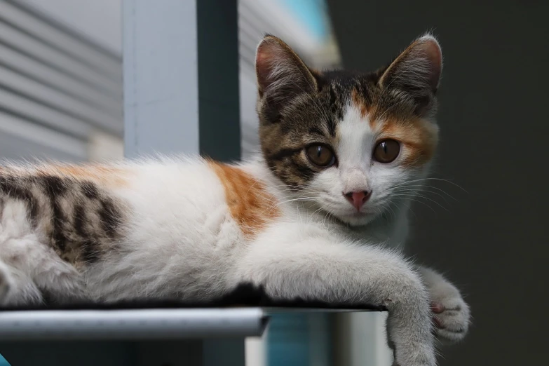 a close up of a cat laying on a chair, a portrait, shutterstock, young cute face, standing on a shelf, 2 4 mm iso 8 0 0 color, sits on a rooftop