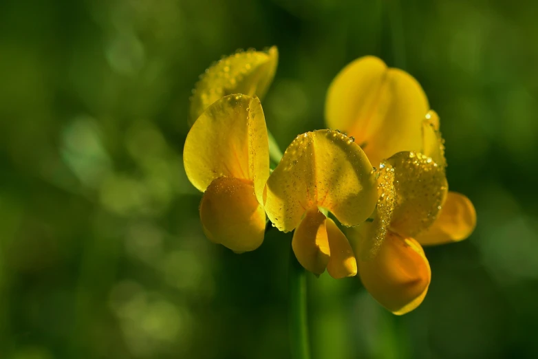 two yellow flowers with water droplets on them, shutterstock, clover, yellow irises, difraction from back light, telephoto shot