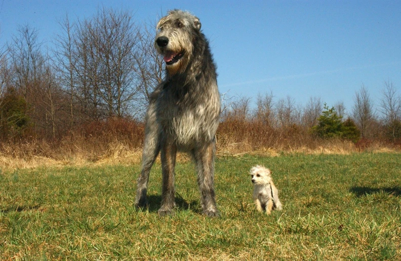 a large gray dog standing next to a small white dog, dada, gandalf the grey, gigantic creature, extremly high quality, life-like