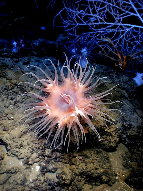 a close up of a sea anemone on a rock, by Robert Brackman, flickr, hymenocallis coronaria, twirling glowing sea plants, bottom of the ocean, resembling a crown