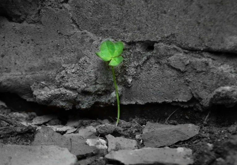 a plant that is growing out of the ground, a photo, by Shen Che-Tsai, postminimalism, four leaf clover, selective color effect, very inspirational, july 2 0 1 1