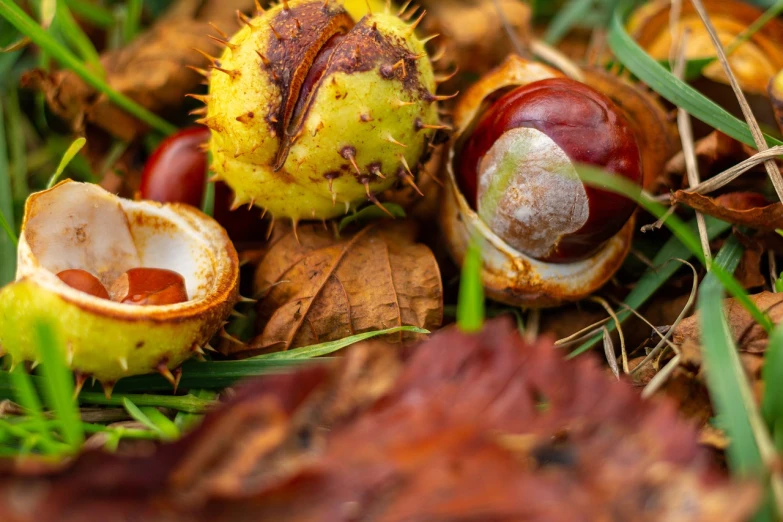 a group of chestnuts laying on the ground, a macro photograph, by Jacob Kainen, unsplash, process art, autumn forest, avatar image, 4k. high quality, brown:-2
