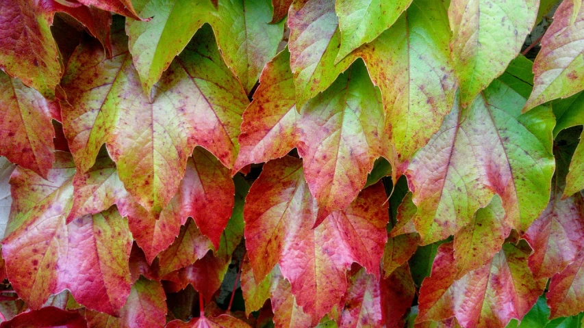 a close up of a bunch of leaves, by Tom Carapic, pexels, fine art, vibrant red and green colours, vines on the walls, vibrant autumn colors, in a row