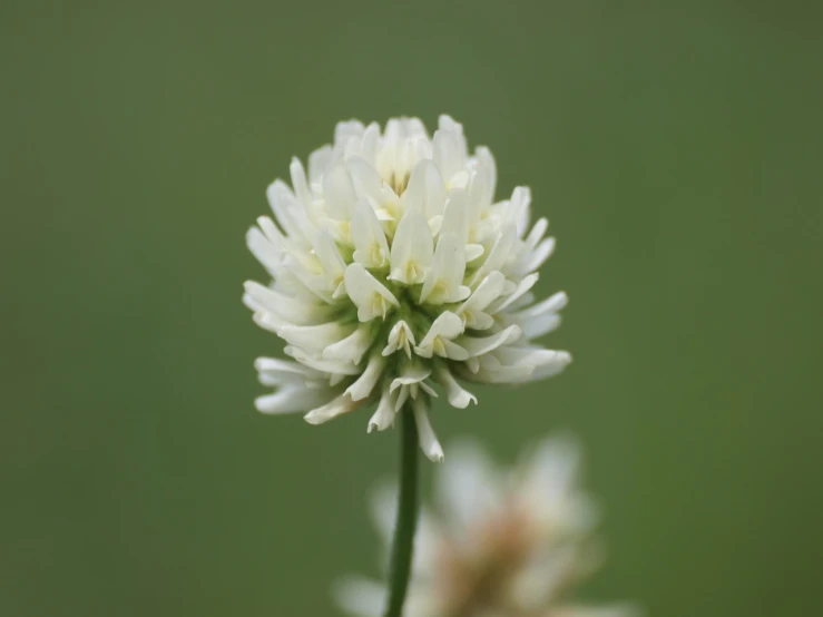 a close up of a white flower on a stem, hurufiyya, clover, image, beautiful flower, pale head