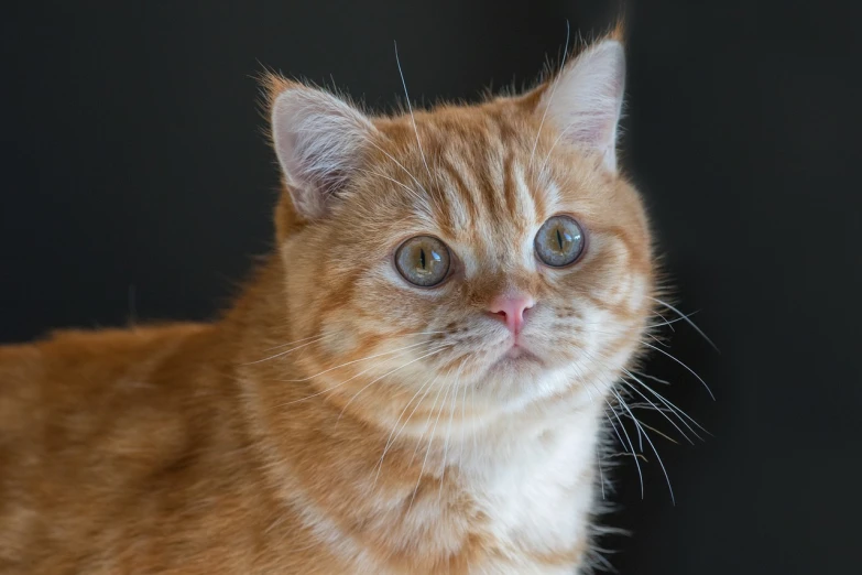 a close up of a cat with a black background, by Jan Rustem, flickr, miniature kitten, reddish, pudgy, young male