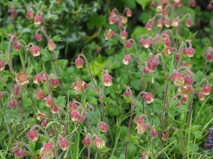 a group of pink flowers sitting on top of a lush green field, hurufiyya, wearing gilded ribes, with brown hair, carnivorous plants, often described as flame-like