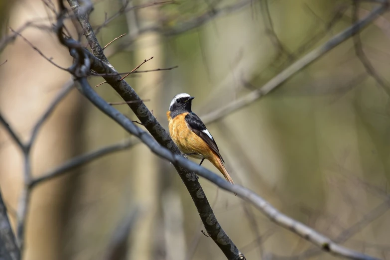 a small bird sitting on top of a tree branch, by Dietmar Damerau, flickr, naturalism, vibrant but dreary orange, rounded beak, low - angle shot from behind, various posed