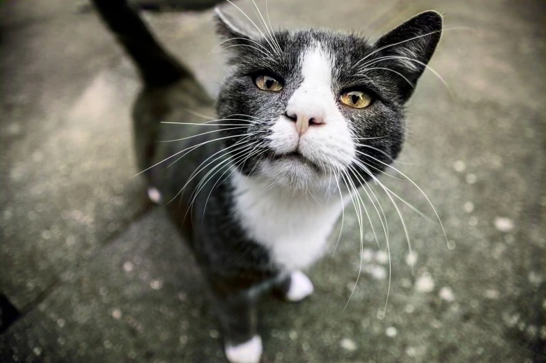 a black and white cat looking up at the camera, by Niko Henrichon, flickr, [ [ hyperrealistic ] ], real-life tom and jerry, battered, the cat is walking