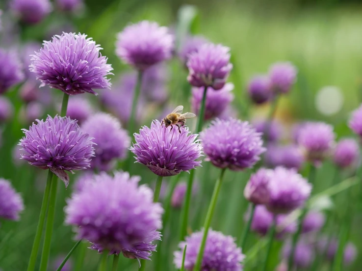 a bee sitting on top of purple flowers, by Juergen von Huendeberg, surrounding onions, clover, 🕹️ 😎 🚬, shot on canon camera