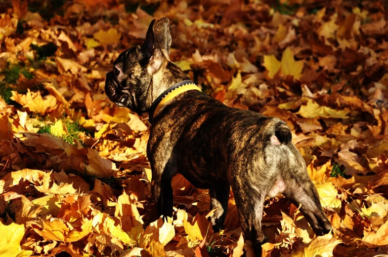 a dog that is standing in the leaves, by Alfons von Czibulka, pixabay, baroque, french bulldog, playing, amber, grain”