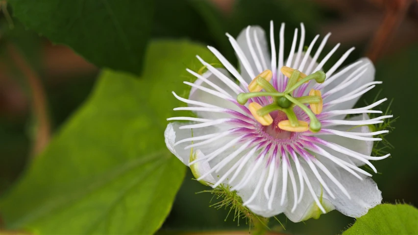 a close up of a flower on a plant, inspired by Hirosada II, flickr, hurufiyya, passion fruits, with a long white, flowering vines, 4k post