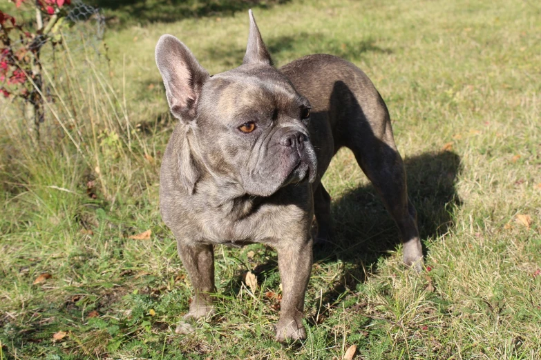 a dog that is standing in the grass, baroque, french bulldog, weathered olive skin, portait photo