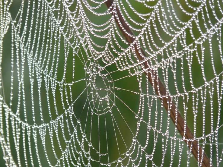 a spider web covered in water droplets, flickr, net art, strings of pearls, 16k, shiny skin”