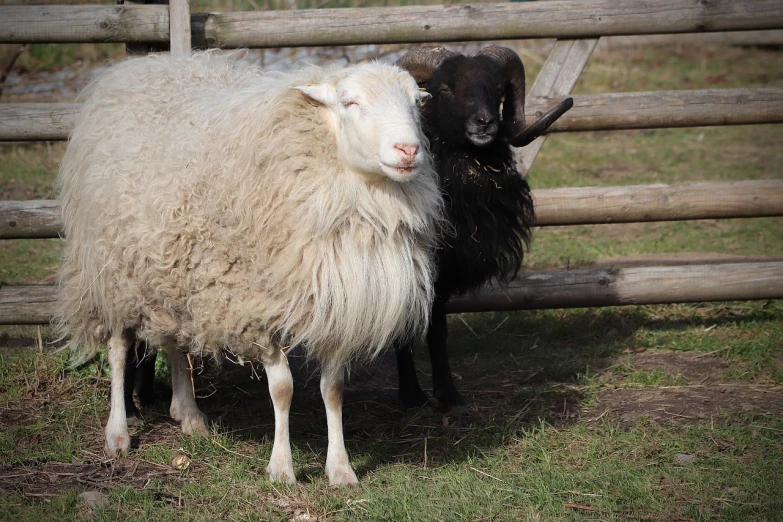 a couple of sheep standing next to each other, baroque, dreadlock breed hair, agfa photo