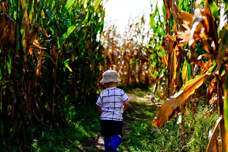 a little boy walking through a corn field, a picture, by Jan Rustem, pexels, process art, pumpkin patch, 🌻🎹🎼, ny, maze