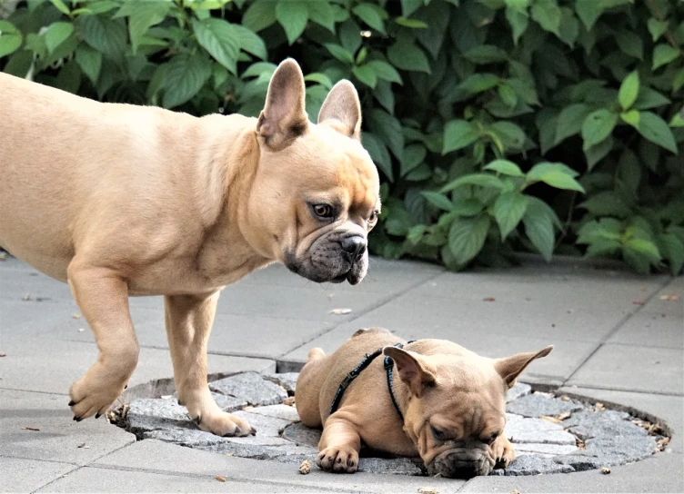 two dogs standing next to each other on a sidewalk, a photo, by Robert Zünd, pexels, renaissance, crying and puking, french bulldog, lying down, terracotta