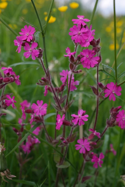 a close up of a bunch of flowers in a field, a portrait, rich deep pink, verbena, seven pointed pink star, photo 85mm