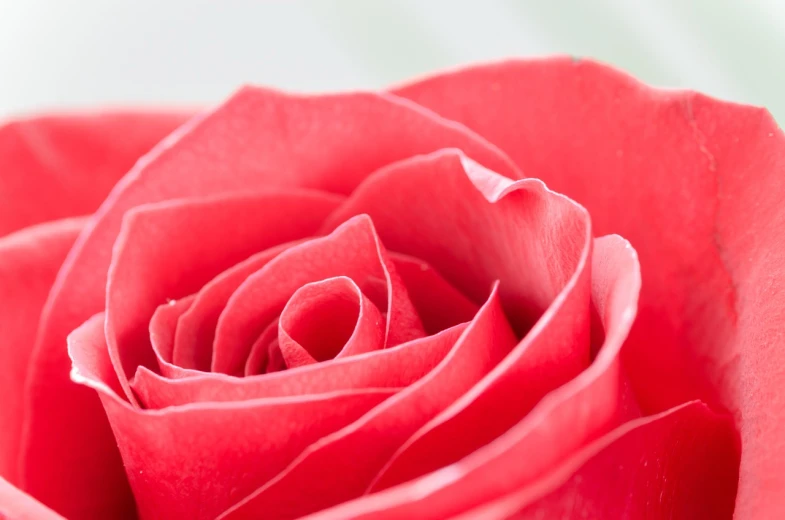 a close up of a red rose in a vase, a macro photograph, high detail product photo