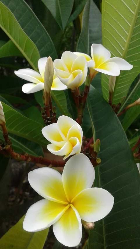 a bunch of white and yellow flowers with green leaves, by Sam Dillemans, flickr, hurufiyya, plumeria, captured on iphone, moai seedling, beautiful flower