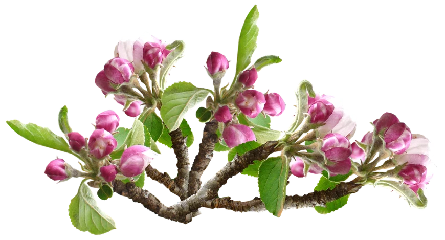 a close up of a tree with pink flowers, a digital rendering, by Anna Füssli, flickr, apples, rendered in houdini, 15th century, on a branch