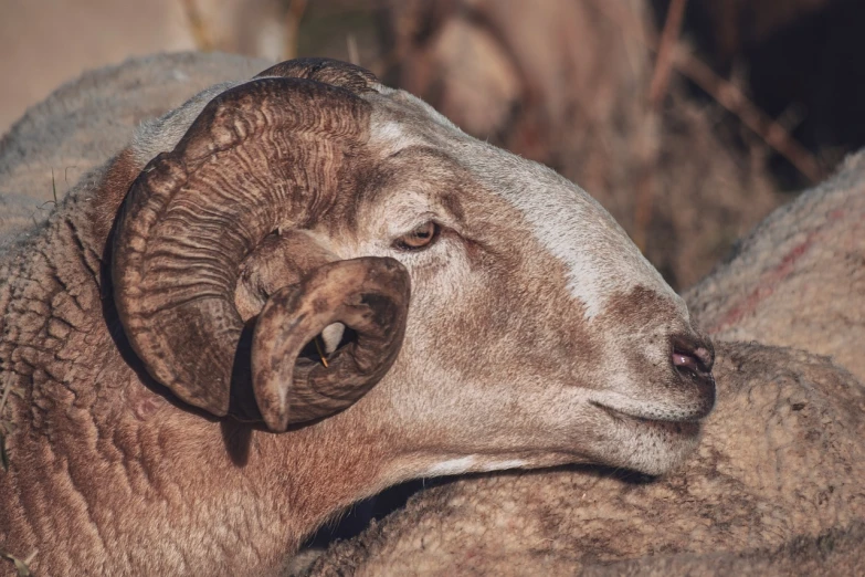 a close up of a ram with large horns, a macro photograph, naturalism, resting after a hard fight, 2 0 2 2 photo, sleepy feeling, tourist photo