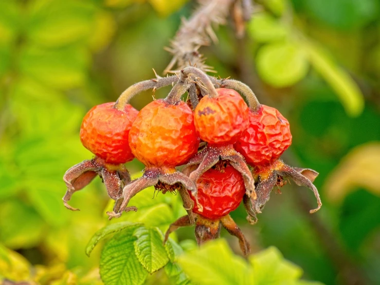 a close up of a bunch of fruit on a tree, a digital rendering, by Robert Brackman, pixabay, romanticism, trinidad scorpion, rose-brambles, withered, on a bright day