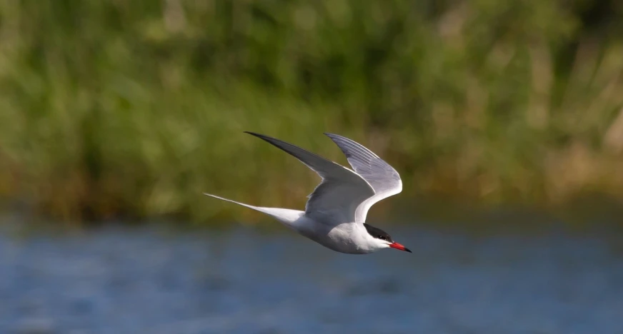 a bird flying over a body of water, a portrait, by Hans Werner Schmidt, flickr, arabesque, red eyed, smooth shank, wispy gigantic wings, lateral view