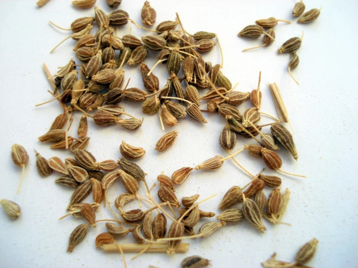 a pile of seeds sitting on top of a table, by Alexander Scott, flickr, hurufiyya, jasmine, 1 female, kremlin, valerian