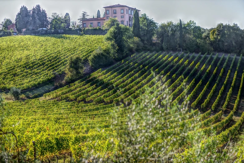 a large building sitting on top of a lush green hillside, a portrait, by Carlo Martini, shutterstock, renaissance, vines overflowing, wine, portrait!!, sunday afternoon