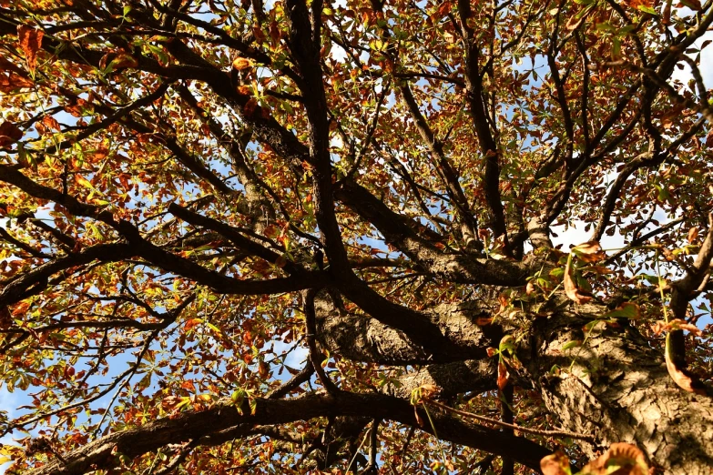 a large tree with lots of leaves on it, a photo, inspired by Edgar Schofield Baum, taken with my nikon d 3, closeup!!, arbor, up there