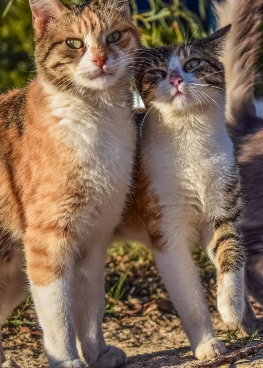 a couple of cats standing next to each other, a portrait, by Slava Raškaj, shutterstock, having fun in the sun, hdr detail, staring!!!!! into the camera, scratching head