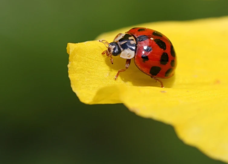 a ladybug sitting on top of a yellow flower, by Dave Allsop, hurufiyya, sheltering under a leaf, wallpaper mobile, pyromallis nekro rene margitte, large cornicione