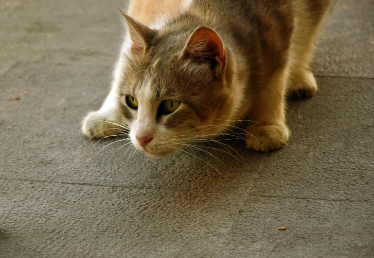 a close up of a cat on the ground, by Yi Jaegwan, flickr, kneeling at the shiny floor, worm\'s eye view, aggressive stance, a blond