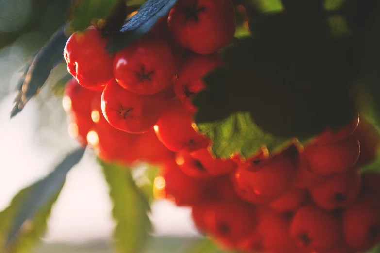 a bunch of red berries hanging from a tree, a picture, by Thomas Häfner, golden hour sun, closeup photo, rendered in 4 k, close up food photography