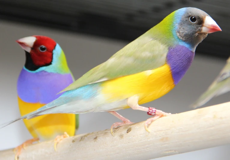 two colorful birds are perched on a branch, looking towards camera, brightly coloured, zoomed in, coloured